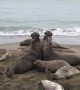 Elephant Seal Bull Fight for Dominance