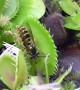 Venus Flytraps Catch Wasps