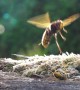 Spectacular Fight Between Hornet And Yellow Jacket