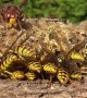 Honey Bees, Wasps, Field Wasps, And Hornets Gather At Drinking Trough