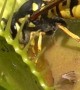 Venus Flytrap Devours Wasp