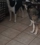Thirteen Huskies Howl Together