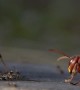 Hornet Hurls Ants Into Air