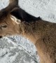 Kind Man Rescues Deer From Frozen Lake