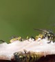 Slow Motion Footage of Wasps Feeding