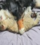 Dog and Cat Nap Together