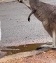 Meeting a Mama Kangaroo and Its Baby