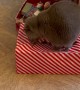 Cat Tests Christmas Presents Structural Integrity