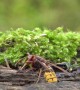 Hornets and Wasps Battle in Slow Motion