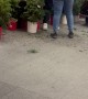 Store Employee Throws Plants In Grand Exit