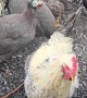 Chickens Follow Delivery Driver to Truck
