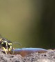 German Wasps Come To Garden Feeding Station