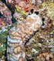 Bizarre Sea Cucumber