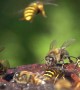 Wasps Jostle Against Bees In Garden