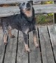 Heeler Turns Wooden Bench Into Back Scratcher