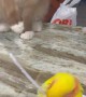 Kitten Wants to Touch the Bird So Bad