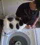 Cat Wants to Help With Laundry