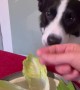 Border Collie Enjoys a Salad