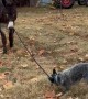 Blue Heeler Leads Donkey To Owner