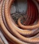 Baby Birds Nestle In Old Hose