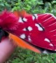 A Very Colorful Moth