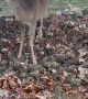 Man Rescues Deer Stuck in Barbed Wire Fence