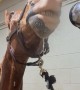 Horse is Highly Entertained by Water Hose