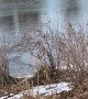 Good Samaritan Rescues Dog From Icy Pond