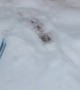 Ferret Plays In Freshly Fallen Snow
