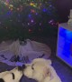 Pitties Kissing in Front of the Christmas Tree