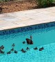 Family of Ducks Swim in My Pool