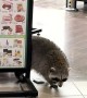 Raccoon Going Shopping