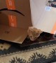 Orange Cat Emerges From Underneath Cardboard Box