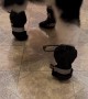 Cat vs. Snow Boots