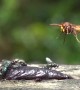 Hornet Hunts And Catches Carrion Fly