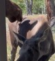 Moose and Calf Visit Airbnb