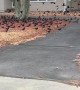 CrowPocalypse in New Jersey