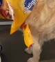 Golden Retriever Traps Head In Food Bag