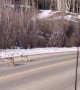 Lynx Family Crosses Road