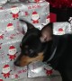 Puppy Wants To Open Presents Please