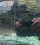 Aquarium In Liverpool Restaurant Suddenly Shatters