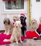 A Pack of Dogs Dressed Up for Christmas