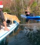 Shiba Inu Meets a Manatee