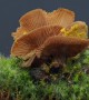 Slime Mold Invades Mushroom