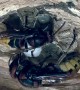 Hornet Queen And Worker Care About Larvae