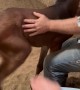 Spicy Foal Tries To High Five With Back Hooves