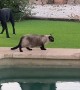 Rat, Dog, And Three Cats Hold Poolside Conference