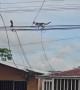 Cat Hunts Squirrel On Cables