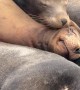 Sea Lion Snuggle