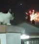 Zorro Cat Watches New Year's Fireworks